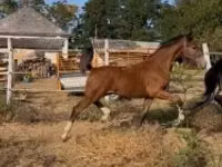 Caballo, Dutch warmblood horse — foto 4