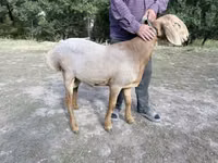 मेढ़ा, Arashan sheep — फ़ोटो 1