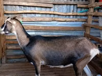 Ziegen (Partie, Geschlecht nicht angegeben), Nubian Goat — Foto 1