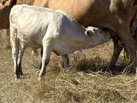 Toro, Vaca roja sin cuernos — foto 1