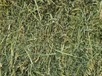 Lucerne For Sale - Small Bales (For Sale) — picha 5