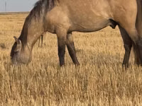 حصان, Bashkir horse — الصورة 4