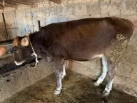 Ng'ombe jike, Swiss cattle — picha 3
