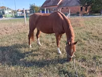 Caballo, Kisber felver — foto 8