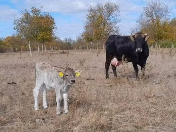 Cow, Brown Carpathian breed