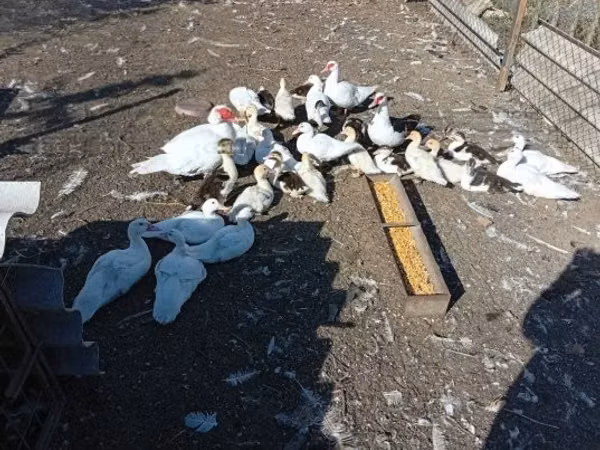 Ducks