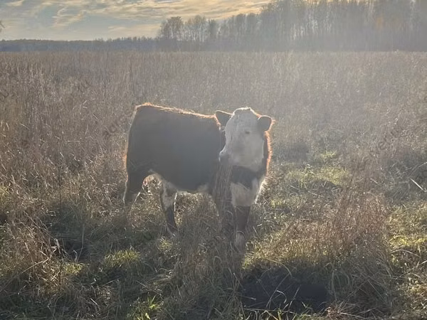 Ng'ombe jike, Russian Black pied cattle