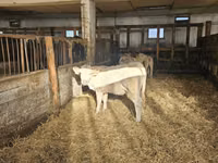 Cow, Charolais cattle — photo 3