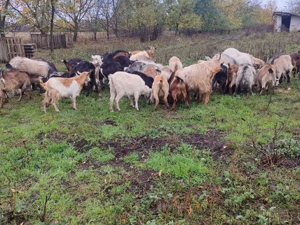 母山羊, Goats