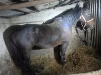 Mare, Horses — photo 1