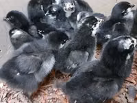 Australorp — Foto 3