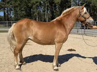 Farasi jike, Haflinger — picha 2
