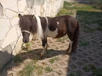 Hengst, Falabella — Foto 3