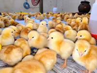 Chickens — picha 2