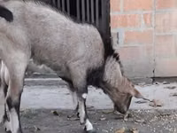 تيس, Nubian Goat — الصورة 4