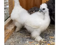 Silkie — picha 1