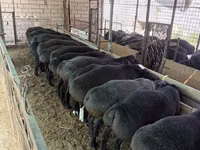 Ram, Sheep — photo 1
