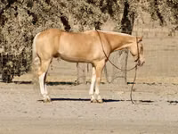 حصان, Quarter Horse — الصورة 2