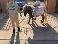 Caballo, Falabella — foto 3