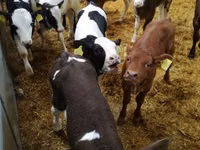 公牛, Limousin cow — 照片 7