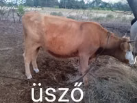 Ng'ombe jike, Mbwa wa Kihungari wa Kijivu — picha 1