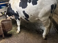 गाय, Russian Black pied cattle — फ़ोटो 1