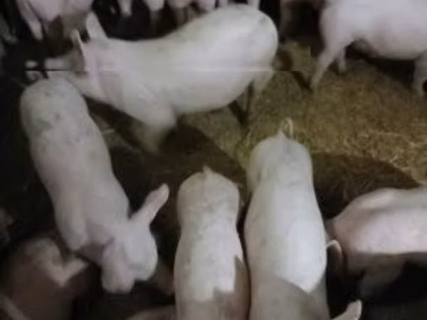 母猪, 