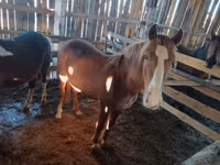 Caballo, Caballos — foto 6