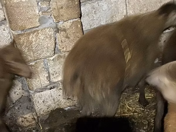 كبش, Shirvan sheep