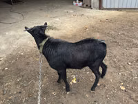 公山羊, Murcia-Granada goats — 照片 3