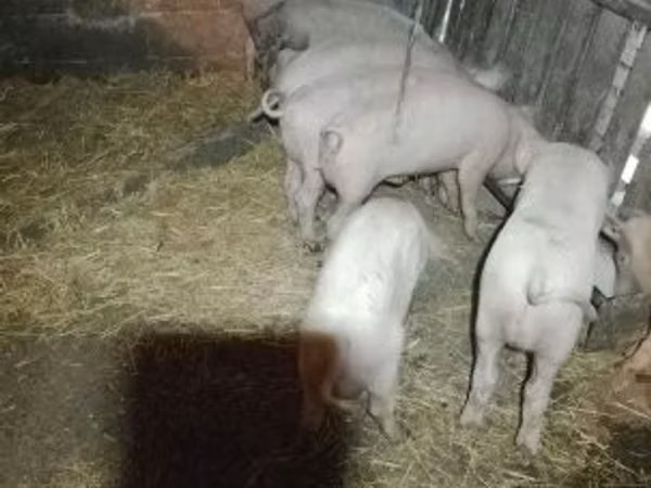 Schweine (Partie, Geschlecht nicht angegeben), Schweine