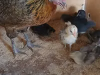 फीनिक्स — फ़ोटो 4