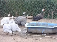Guinea fowl — Foto 1