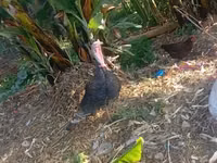 Turkeys — photo 3