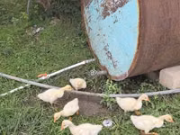 Geese — photo 1