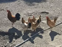 Chickens — Foto 1