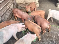 公猪, Pigs — 照片 1