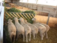 كبش, Dorset horn sheep — الصورة 4