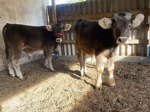 Ng'ombe (kikundi, jinsia haijatajwa), Swiss cattle