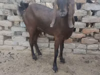 母山羊, Najdi goat — 照片 1