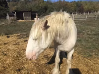 Horse (M), Gypsy horse — photo 5