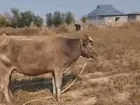Ng'ombe jike, Latvian Blue cattle — picha 3