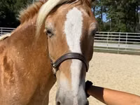 Farasi jike, Haflinger — picha 3