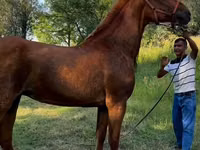 فرس, Skyros Pony — الصورة 1