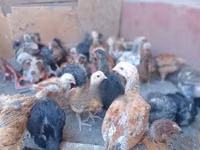 Chickens — الصورة 6