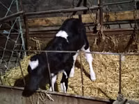 Ng'ombe jike, Russian Black pied cattle — picha 1