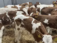 Bovinos (lote, sexo no especificado), Ganado vacuno — foto 8