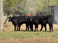 Cattle (batch, sex not specified), Hereford — photo 4