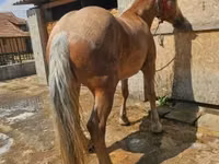 Yegua, Caballos — foto 4