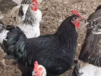 Turkeys — foto 6